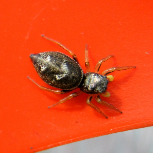 Heliophanus cf. cupreus - Villorba (TV)